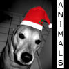 animals